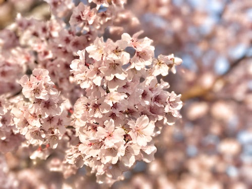 那覇市｜渡嘉敷唯夫税理士事務所｜桜